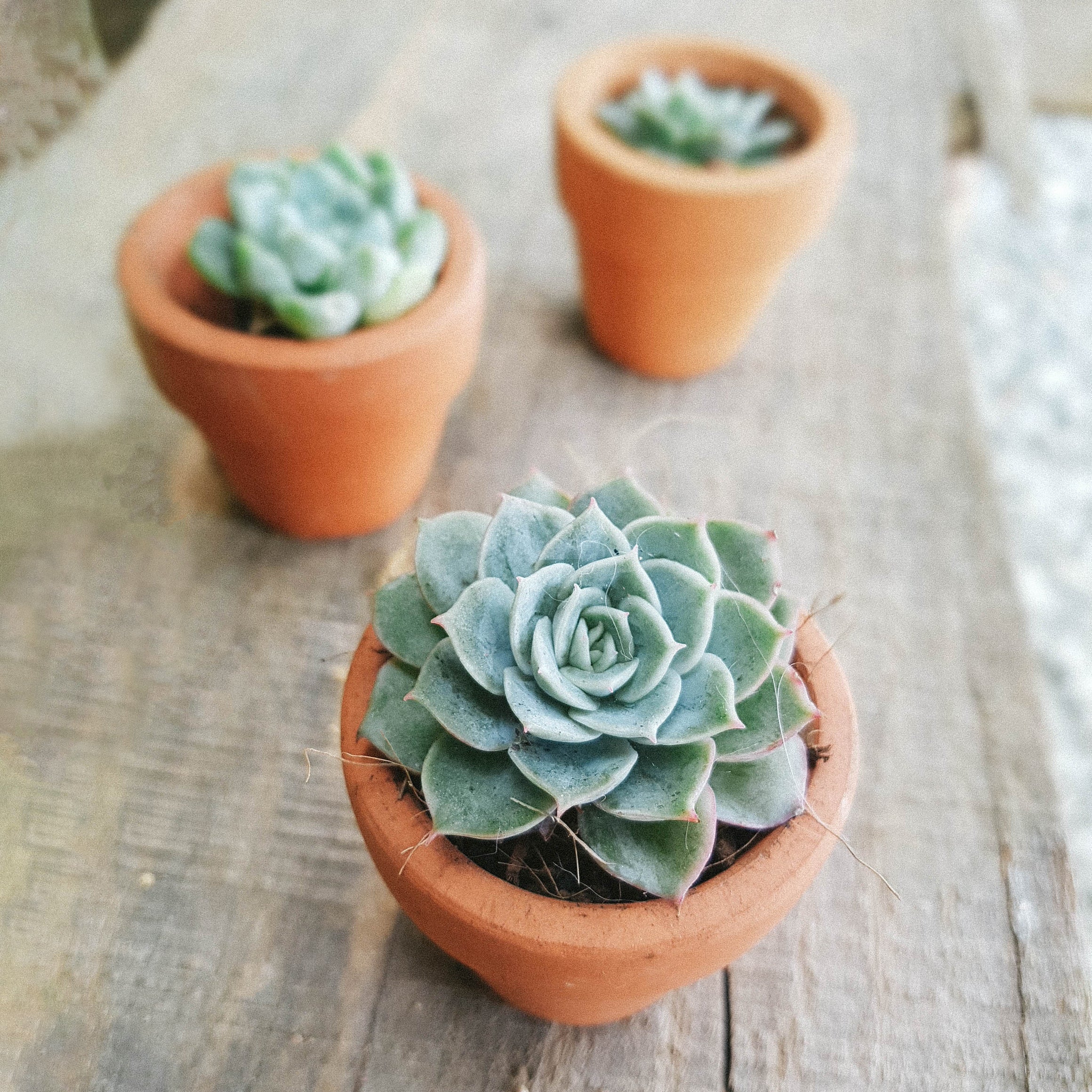 habersham geo scented succulents Echeveria Lime and Chili