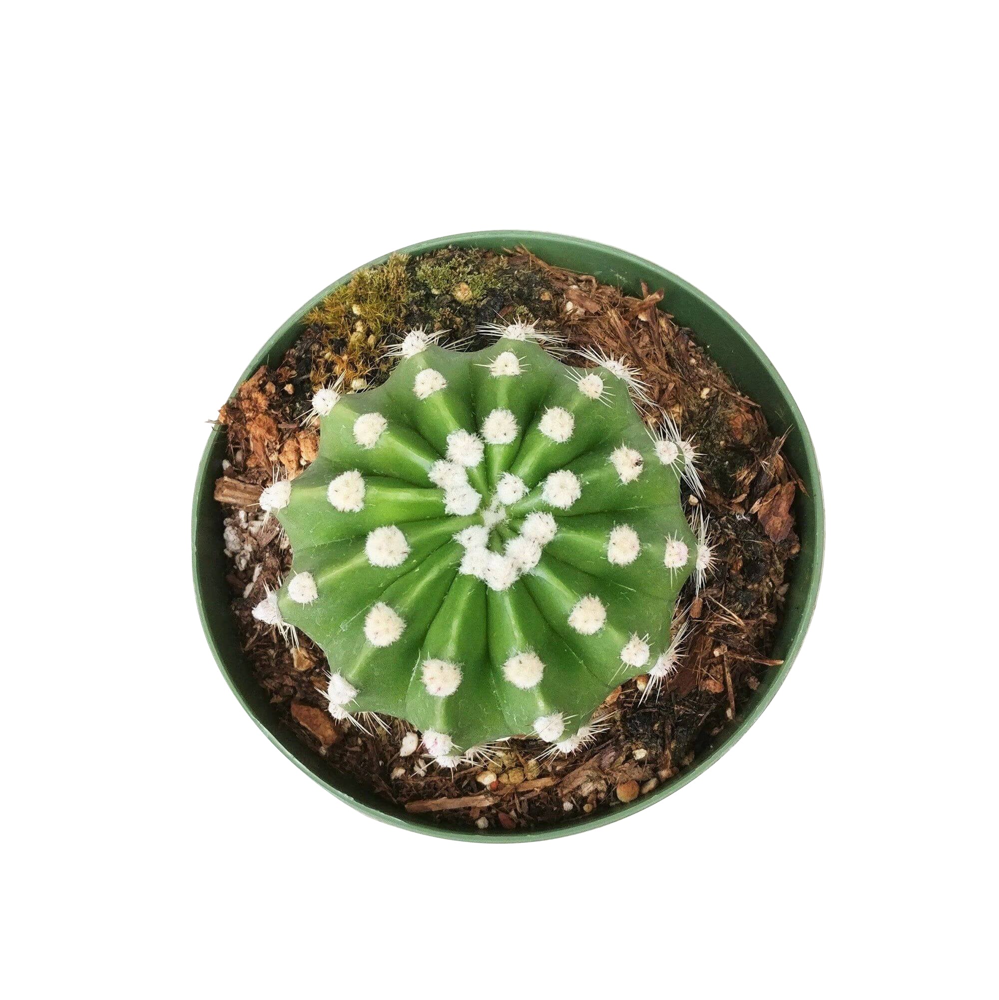 domino succulent Domino Cactus Echinopsis Succulent | Birthday Gift for Succulent Lover