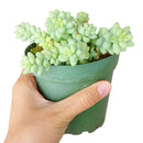 sedum donkey's tail, sedum burrito, succulents garden, how to grow succulents, monthly succulents, cactus, Succulents, succulent care guide, succulents store in CA, indoor succulents, sedum donkey's tail in California, How to grow sedum donkey's tail, Indoor Succulents