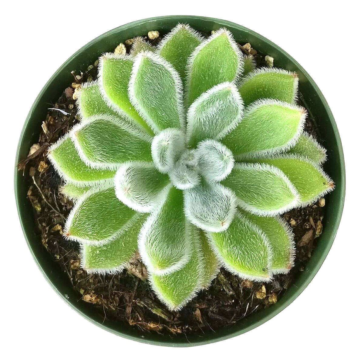 Echeveria Doris Taylor Mexican Firecracker Wolly Rose | Care Guide