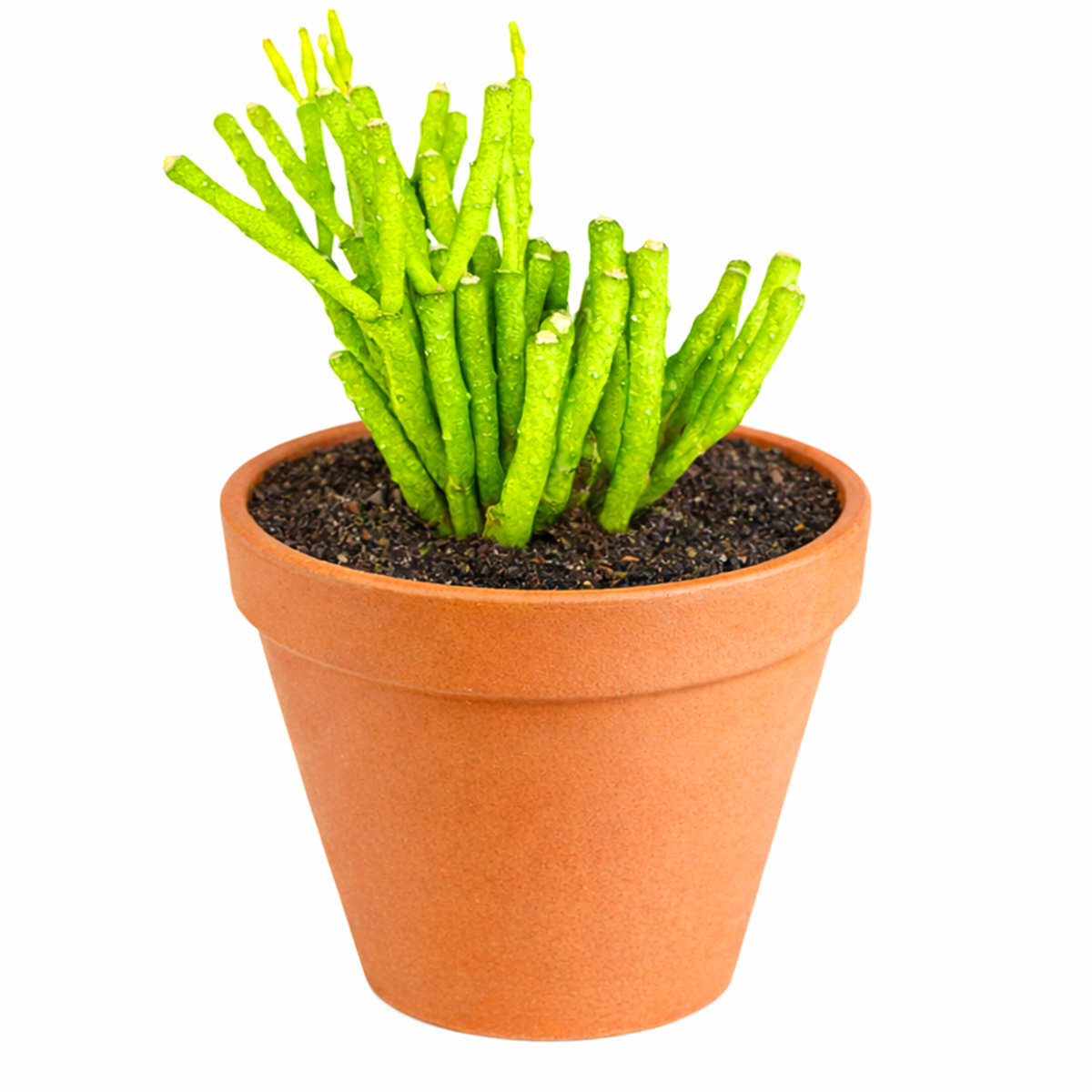 buy Dinosaur Back Plant Cactus 2 inch / 4 inch live plant online, nursery grown collector cactus, striking geometric cactus form, modern minimalist cactus decor, cactus for xeriscape landscaping, unusual succulent collection plant, artistic sculptural cactus display