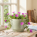 8-pack of 2" live plants for sale. Pick eight favorite plants and enjoy a variety of compact plants in 2" pots. Great for plant collections, gifting, decorating small spaces, and indoor gardening.
