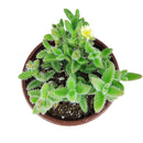 Delosperma echinatum f. variegata - Variegated Pickle Plant