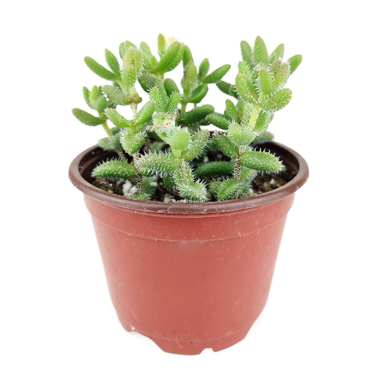 Delosperma echinatum f. variegata - Variegated Pickle Plant