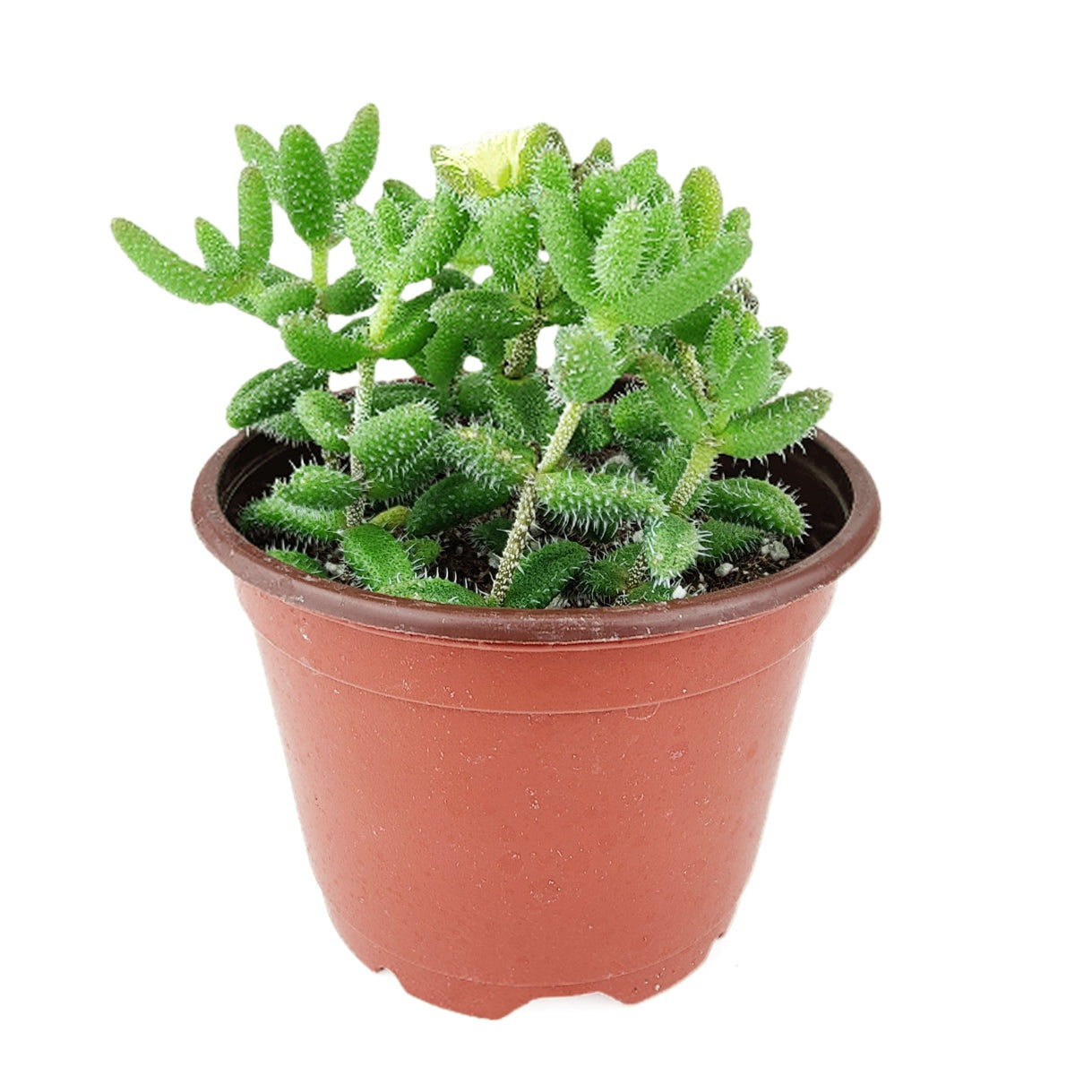 cucumber plant succulent Delosperma echinatum “Pickle Plant” Live Succulent in 3”, 4”, or 6” Pot 3" Pot by Succulents Box