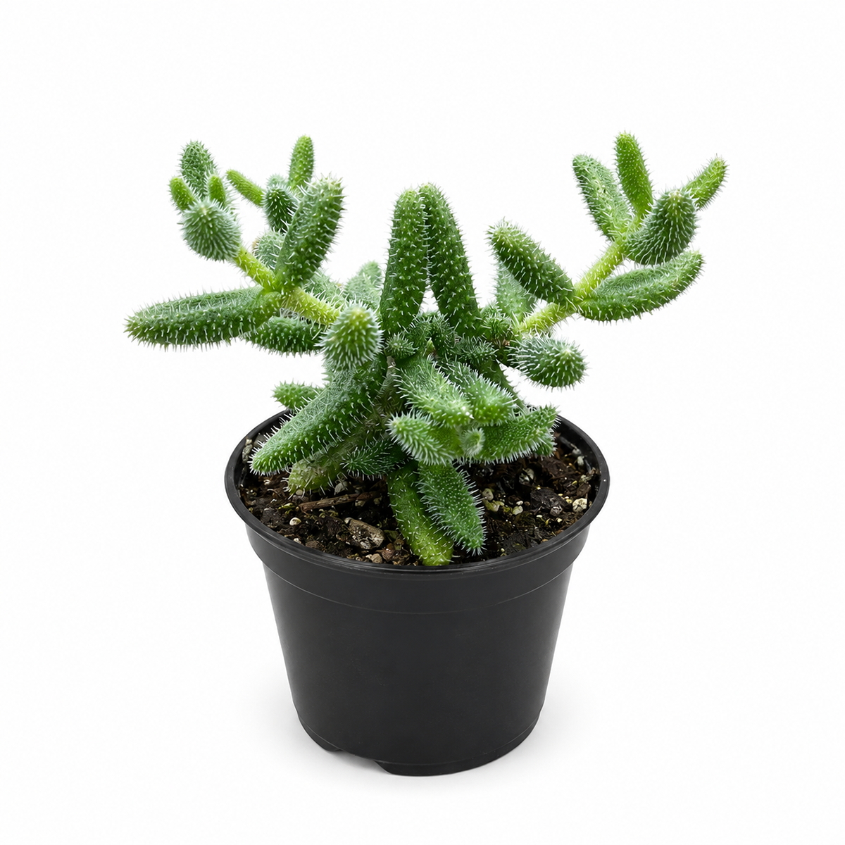 Buy Delosperma echinatum 'Pickle Plant' live succulent houseplant 3" pot online. Delosperma echinatum, commonly known as the Pickle Plant, is a unique succulent with soft, textured leaves that resemble tiny pickles. This easy-care succulent thrives in bright, indirect light and requires minimal watering, making it perfect for beginners and collectors alike. A charming addition to succulent collections, windowsills, desks, and modern indoor spaces.