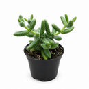 Buy Delosperma echinatum 'Pickle Plant' live succulent houseplant 6" pot online. The Pickle Plant is admired for its unique textured foliage and compact growth habit that stands out in any succulent collection. Easy to grow and drought tolerant, it flourishes with bright, indirect light and occasional watering. An excellent choice for homes, apartments, and anyone looking for an unusual indoor succulent.