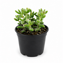 Buy Delosperma echinatum 'Pickle Plant' live succulent houseplant 6" pot online. The Pickle Plant is admired for its unique textured foliage and compact growth habit that stands out in any succulent collection. Easy to grow and drought tolerant, it flourishes with bright, indirect light and occasional watering. An excellent choice for homes, apartments, and anyone looking for an unusual indoor succulent.