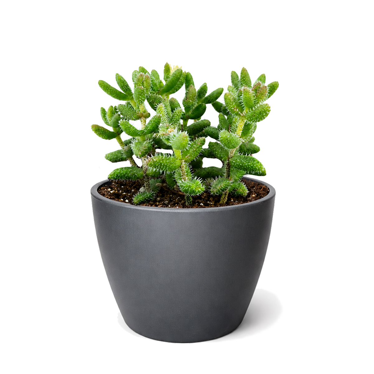 Buy Delosperma echinatum 'Pickle Plant' live succulent houseplant 4" pot online. This unique succulent is loved for its soft, textured leaves that resemble tiny pickles. It thrives in bright, indirect light and requires very little watering, making it an easy-care choice for any indoor plant lover. Perfect for succulent collections, desks, windowsills, and modern home dеcor.