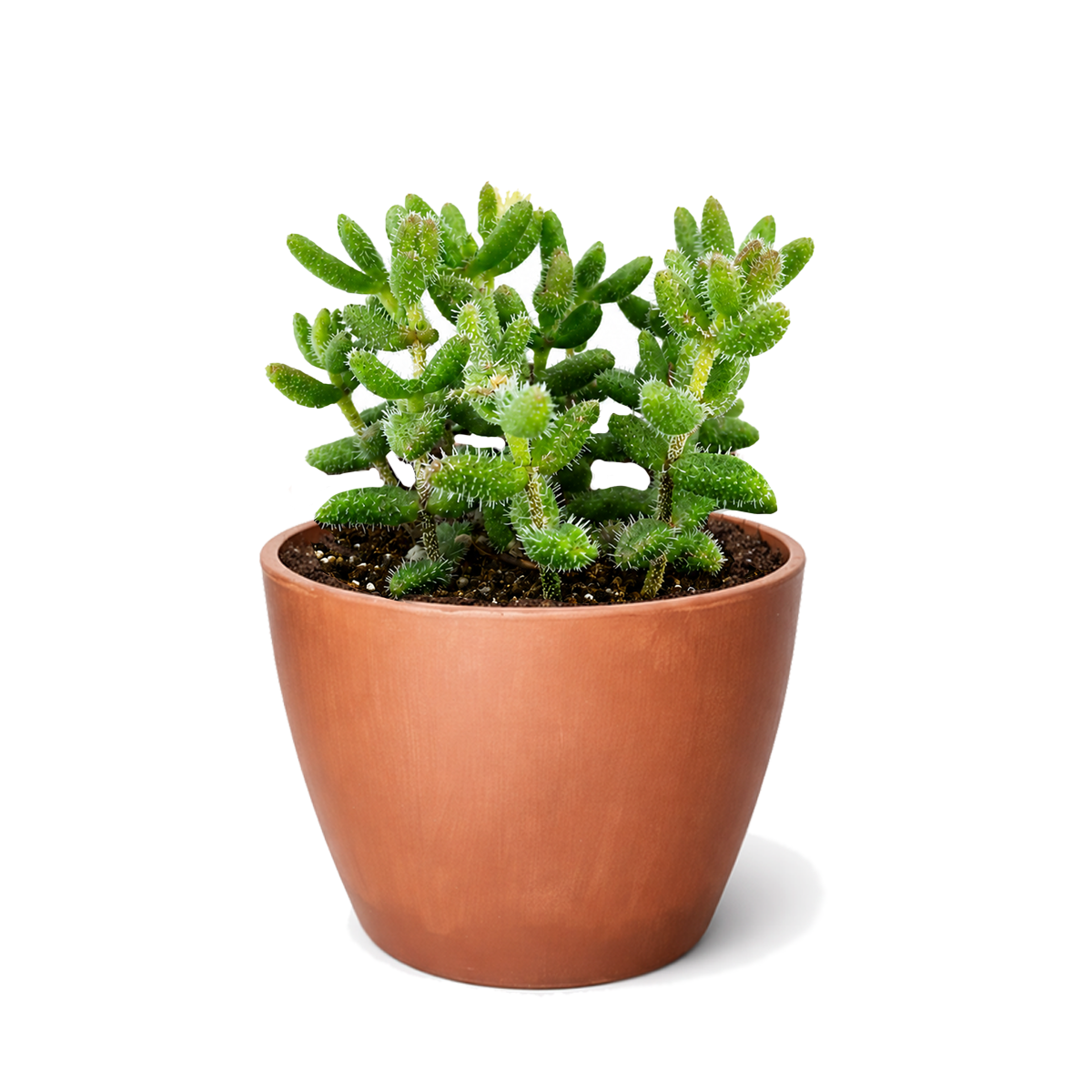 4" pot Delosperma echinatum 'Pickle Plant' live succulent houseplant for sale. Delosperma echinatum features fuzzy, pickle-shaped foliage that adds a fun and distinctive look to indoor plant displays. This low-maintenance succulent grows well in bright, indirect light and is ideal for beginners and collectors alike. A wonderful addition to succulent gardens, shelves, and decorative planters.
