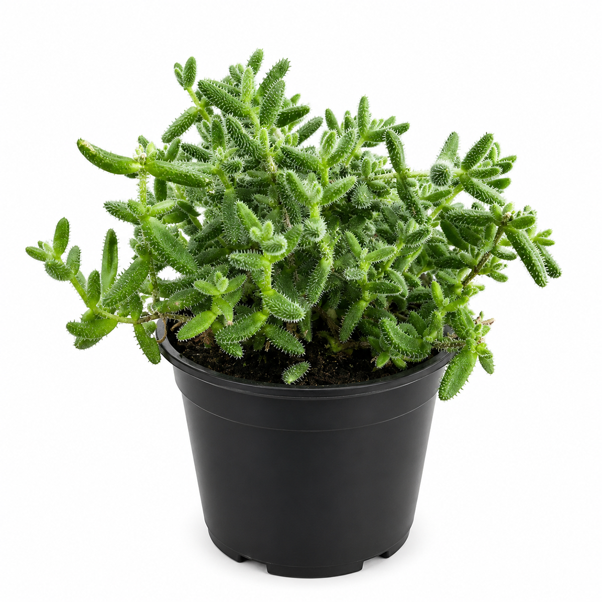 Buy Delosperma echinatum 'Pickle Plant' live succulent houseplant 6" pot online. The Pickle Plant is admired for its unique textured foliage and compact growth habit that stands out in any succulent collection. Easy to grow and drought tolerant, it flourishes with bright, indirect light and occasional watering. An excellent choice for homes, apartments, and anyone looking for an unusual indoor succulent.