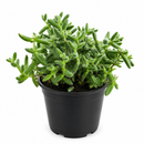 Buy Delosperma echinatum 'Pickle Plant' live succulent houseplant 6" pot online. The Pickle Plant is admired for its unique textured foliage and compact growth habit that stands out in any succulent collection. Easy to grow and drought tolerant, it flourishes with bright, indirect light and occasional watering. An excellent choice for homes, apartments, and anyone looking for an unusual indoor succulent.