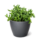 Buy Delosperma echinatum 'Pickle Plant' live succulent houseplant 6" pot online. The Pickle Plant is admired for its unique textured foliage and compact growth habit that stands out in any succulent collection. Easy to grow and drought tolerant, it flourishes with bright, indirect light and occasional watering. An excellent choice for homes, apartments, and anyone looking for an unusual indoor succulent.