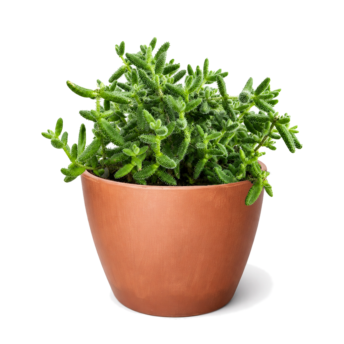 6" pot Delosperma echinatum 'Pickle Plant' live succulent houseplant for sale. This charming succulent features fuzzy, pickle-shaped foliage that adds playful texture and character to any plant display. It grows well in bright, indirect light and is low maintenance, making it ideal for both beginners and experienced plant lovers. A wonderful choice for decorative planters, offices, and indoor succulent gardens.