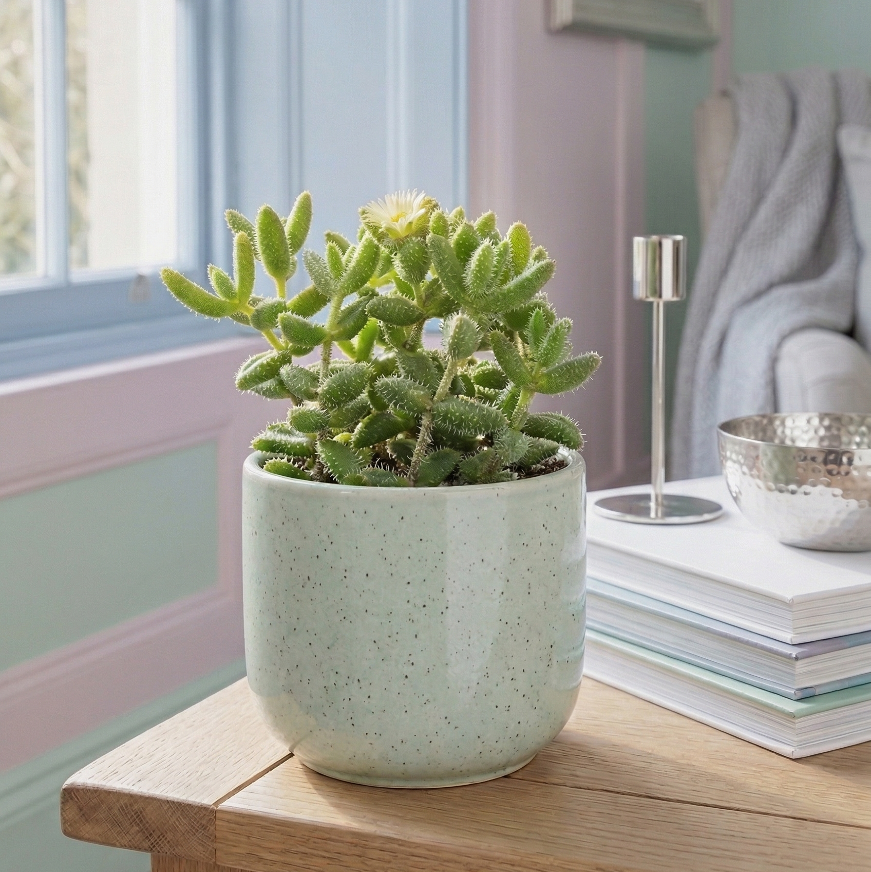 Delosperma echinatum “Pickle Plant” Live Succulent in 3”, 4”, or 6” Pot 3
