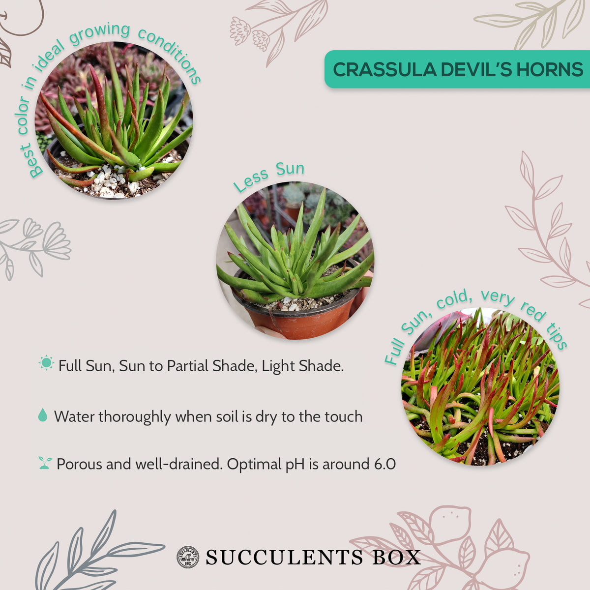 How to care for crassula devil's horns Succulent, How to make your succulent pink, How to change succulent color, How to make crassula devil's horns Succulent turn pink, Succulent turning pink, How to make succulents change color, How to grow colorful succulents, crassula, crassula plant, crassula succulent, crassula types, crassula varieties, types of crassula, crassula species, crassulas, succulent crassula