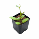 8-pack of 2" live plants for sale. Pick eight favorite plants and enjoy a variety of compact plants in 2" pots. Great for plant collections, gifting, decorating small spaces, and indoor gardening.