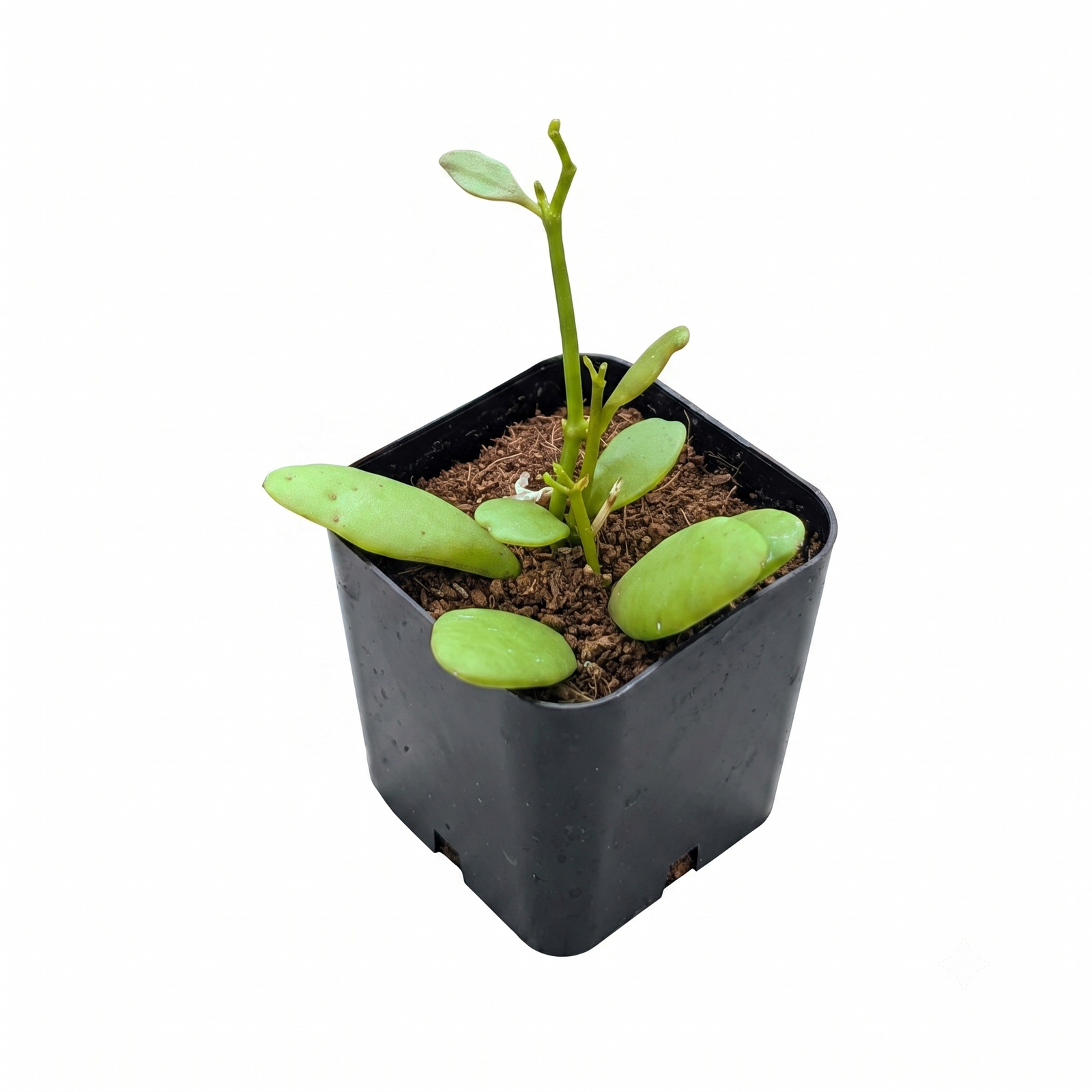 buy dicshidia oiantha live succulent 2 inch online, delicate heart-shaped leaves with silvery-green variegation and trailing vining growth habit, compact creeping succulent perfect for hanging displays, thrives in bright indirect light with minimal watering needs, low-maintenance epiphytic succulent ideal for collectors, charming hanging basket accent for modern shelves and plant walls, rare trailing succulent gift for plant enthusiasts