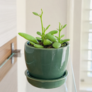 8-pack of 2" live plants for sale. Pick eight favorite plants and enjoy a variety of compact plants in 2" pots. Great for plant collections, gifting, decorating small spaces, and indoor gardening.