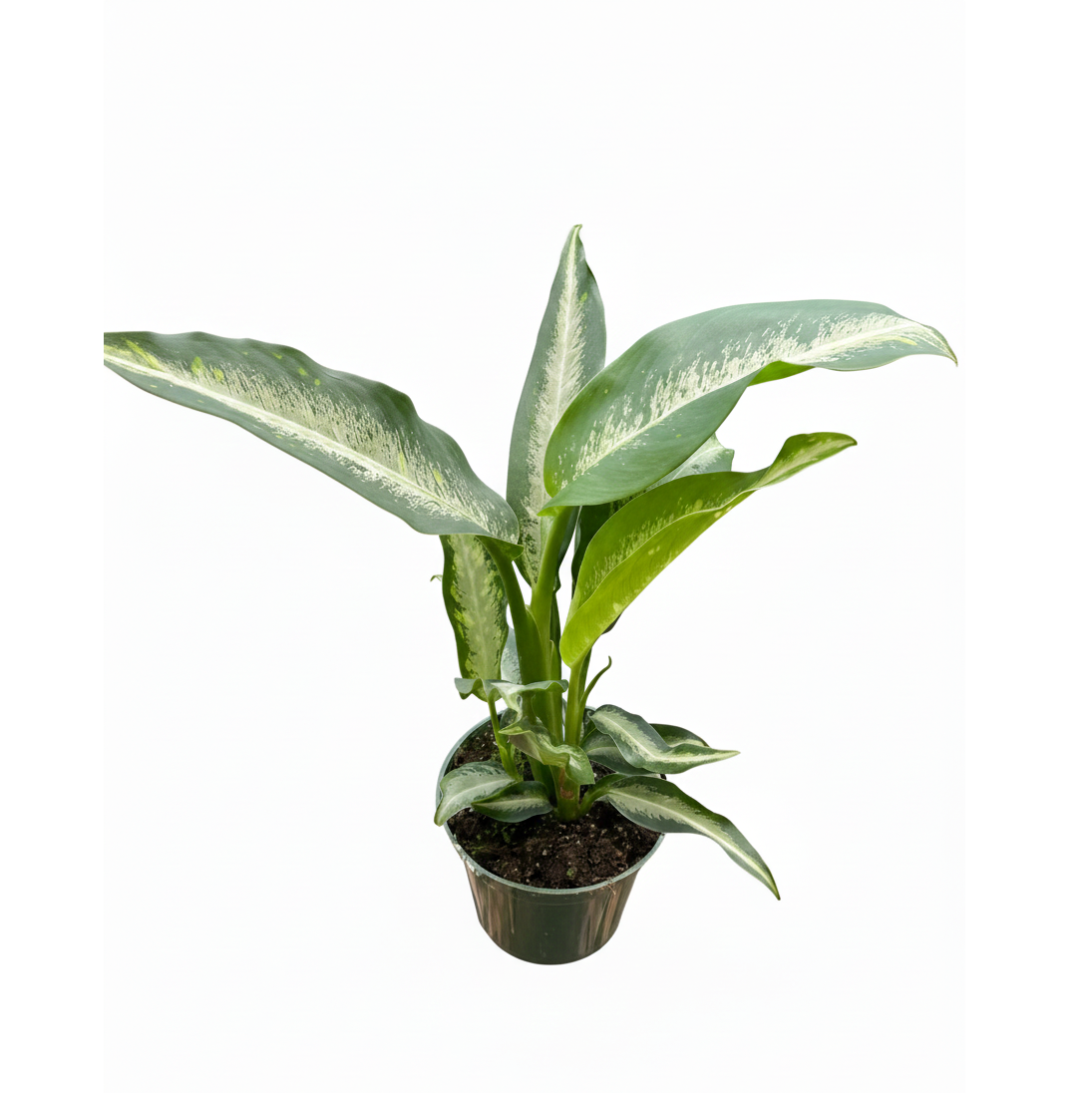 6 inch Dieffenbachia Panther, air-purifying plant for sale, Low-maintenance houseplant