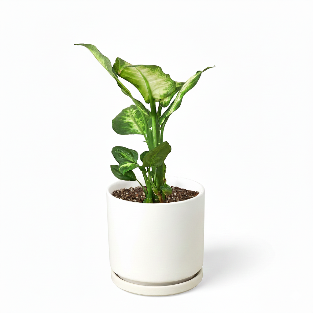dieffenbachia camille clean air Dieffenbachia Camille