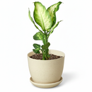 Dieffenbachia Camille for sale, Houseplants safe for offices, Low-maintenance indoor plants with variegated leaves


