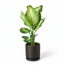 Dieffenbachia Camille for sale, Houseplants safe for offices, Low-maintenance indoor plants with variegated leaves


