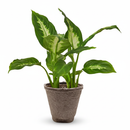 Dieffenbachia Camille for sale, Houseplants safe for offices, Low-maintenance indoor plants with variegated leaves


