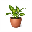 Dieffenbachia Camille for sale, Houseplants safe for offices, Low-maintenance indoor plants with variegated leaves
