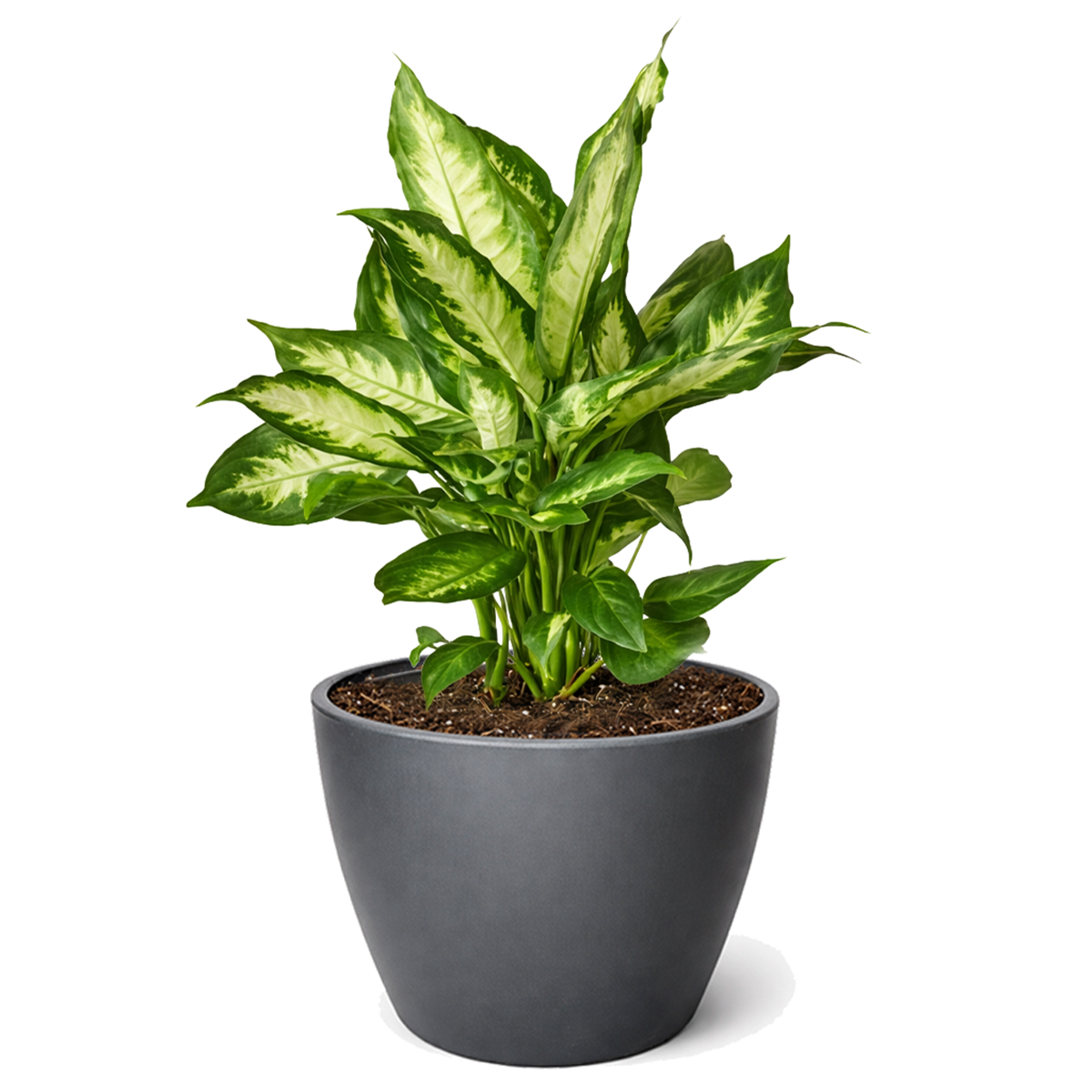 Dieffenbachia Camille for sale, Houseplants safe for offices, Low-maintenance indoor plants with variegated leaves
