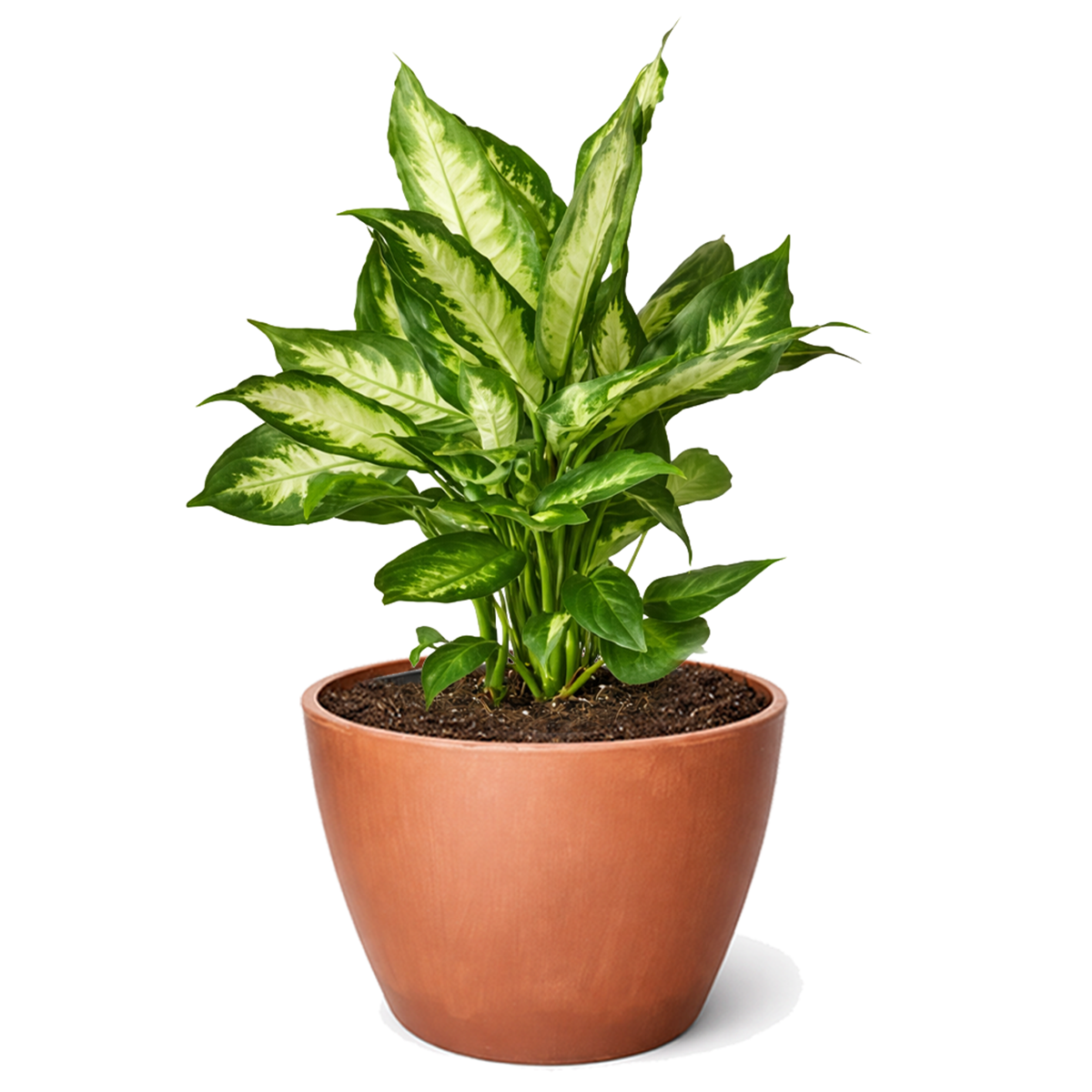 Dieffenbachia Camille for sale, Houseplants safe for offices, Low-maintenance indoor plants with variegated leaves
