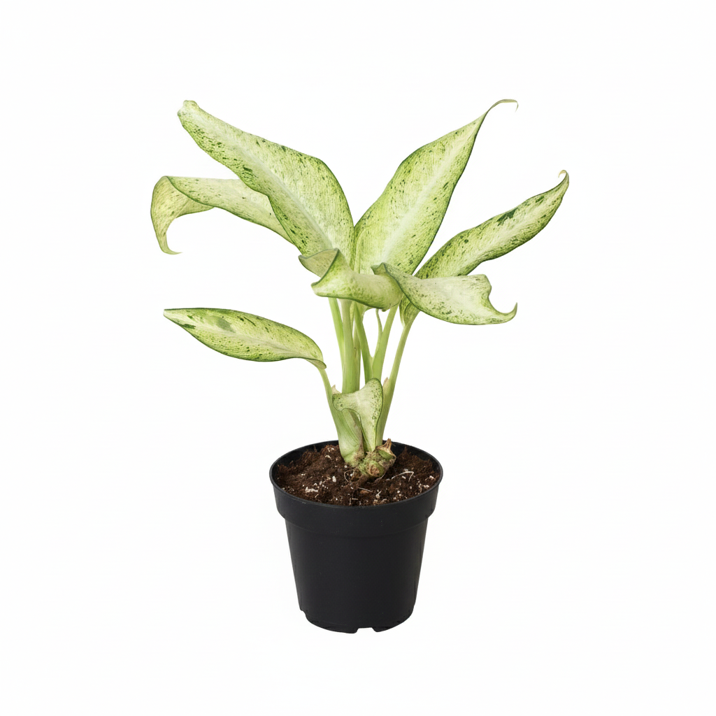 4 inch Dieffenbachia &#39;Camouflage&#39;, Dieffenbachia live plants for sale, buy Dieffenbachia plants online, colorful indoor plants
