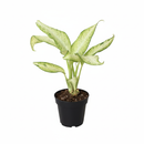 easy to care indoor plants, tropical houseplants for sale, buy live plants online, shop live plants online