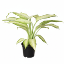 easy to care indoor plants, tropical houseplants for sale, buy live plants online, shop live plants online