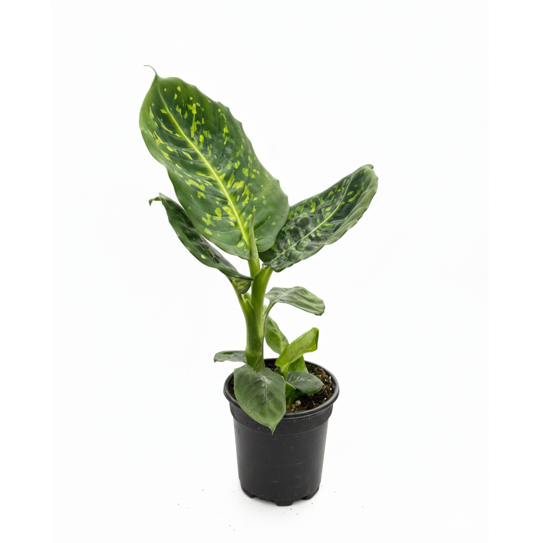 4 inch Dieffenbachia Reflector, rare houseplants, Easy-care indoor plants, buy live plants online