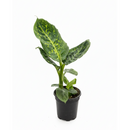 6 inch decorative tropical plants, neon-green variegation plants, online plants shop, plants shop near me