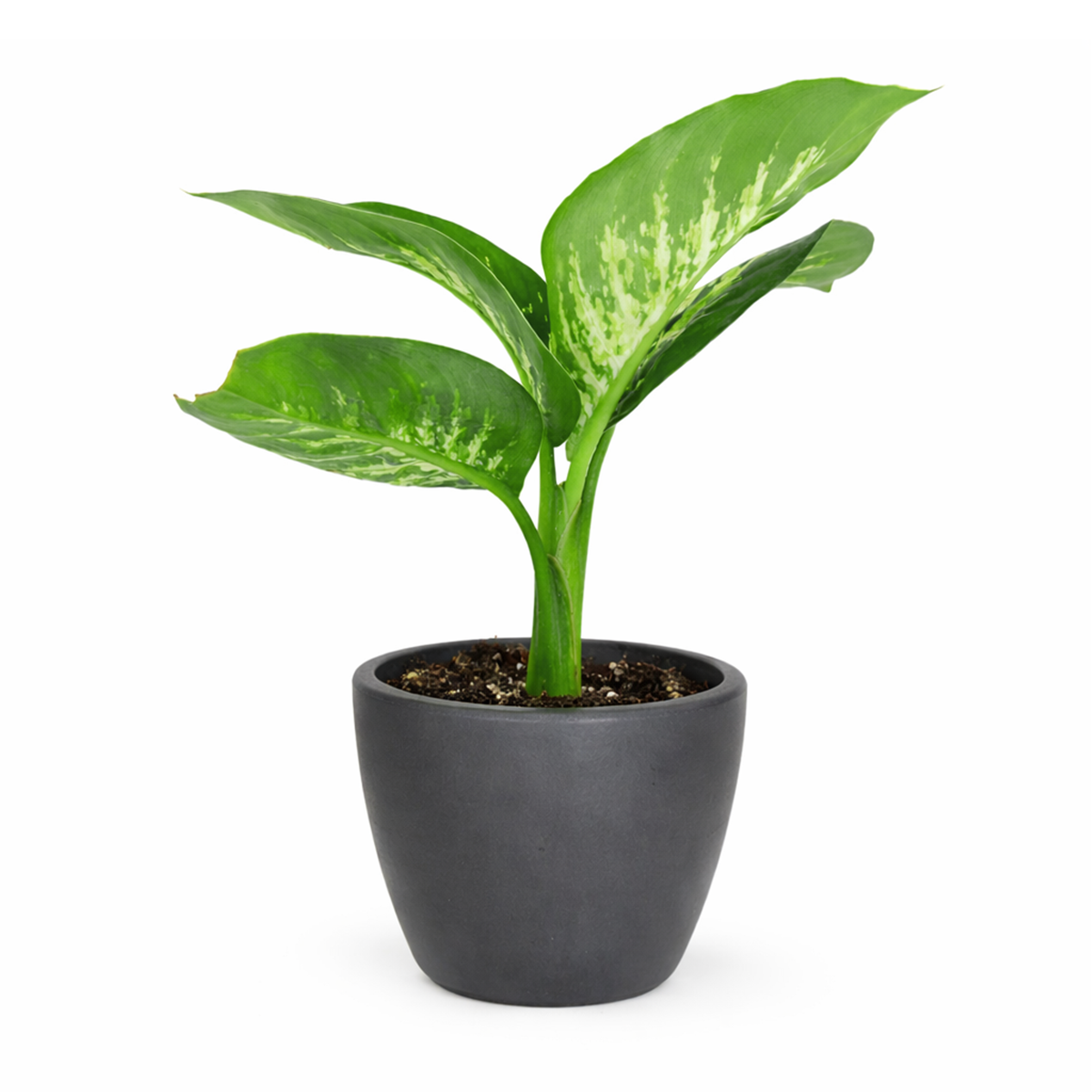 tropical dieffenbachia Dieffenbachia Tropic Snow
