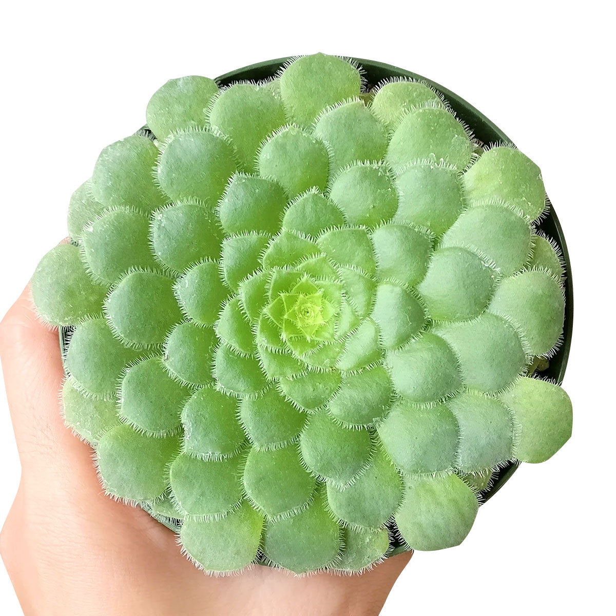 succulent aeonium tabuliforme indoors Aeonium Dinner Plate - Aeonium Tabuliforme Flat Succulent Plant