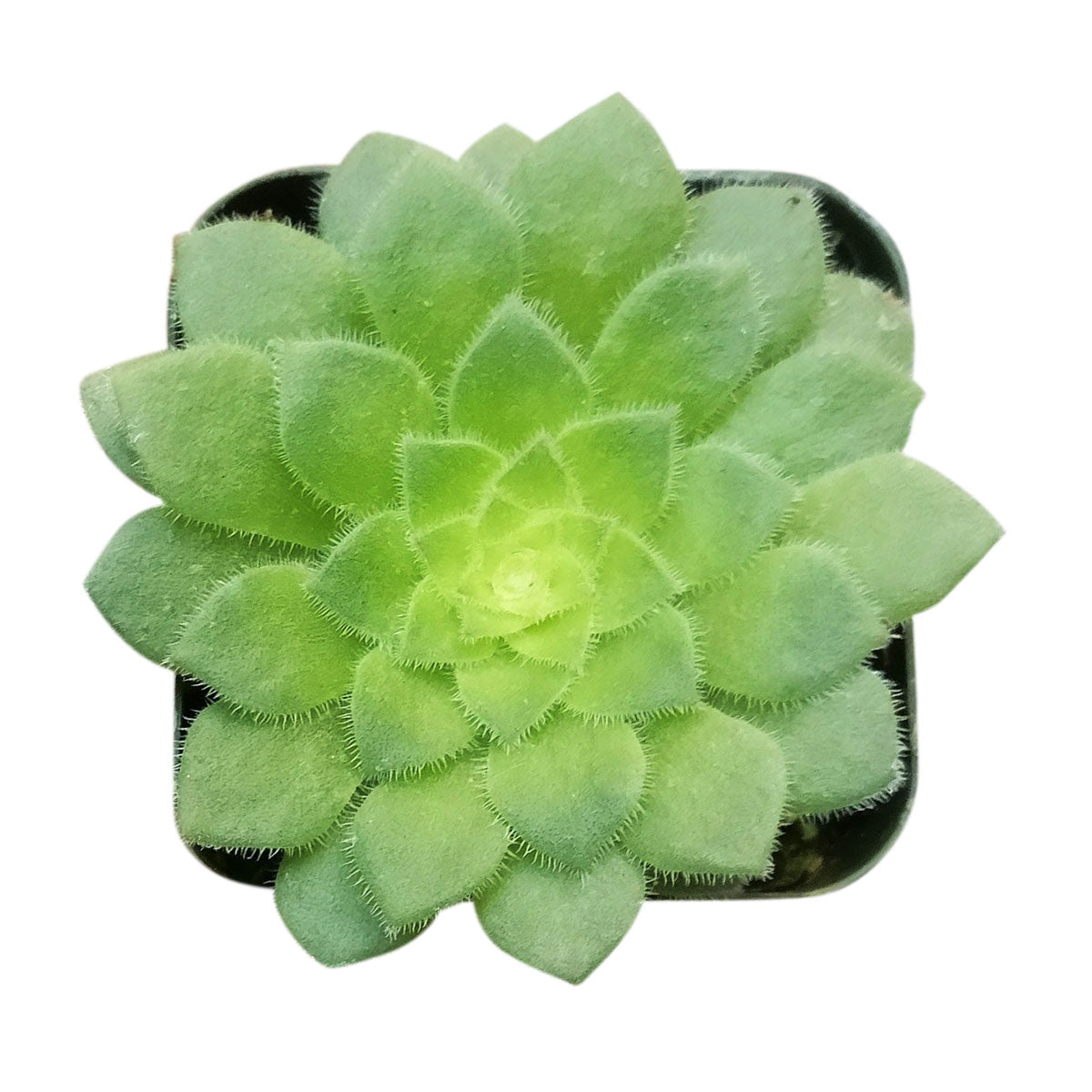 plate succulent Aeonium Dinner Plate - Aeonium Tabuliforme Flat Succulent Plant