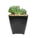 Dinosaur Back Plant, How to take care for Dinosaur Back Plant, rare succulent plant, unique succulent gift decor ideas, monthly succulents, Succulents shop near me, succulents garden, succulents shop in California, indoor succulents, succulent subscription, succulents store in CA, growing for Dinosaur Back Plant, Crested Blue Myrtle, Crested Blue Candle; Crested Blue Flame, cactus, cactus succulent, succulent cactus, cacti, cactus and succulents, succulents box, buy succulents online