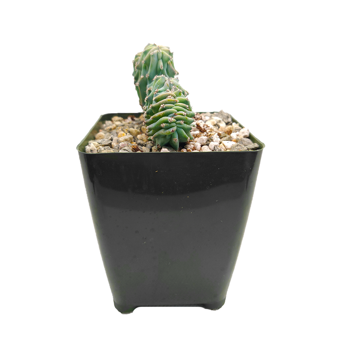 4 inch / 6 inch Dinosaur Back Plant Cactus for sale, blue green sculptural cactus, unusual bumpy cactus growth form, ornamental desert cactus plant, drought tolerant cactus for indoor and outdoor gardens