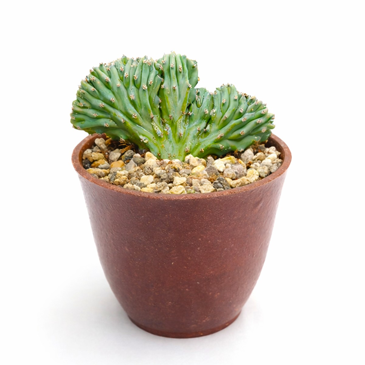 4 inch / 6 inch Dinosaur Back Plant Cactus for sale, architectural cactus centerpiece, rare Japanese monstrose cactus cultivar, decorative potted cactus plant, low maintenance succulent cactus