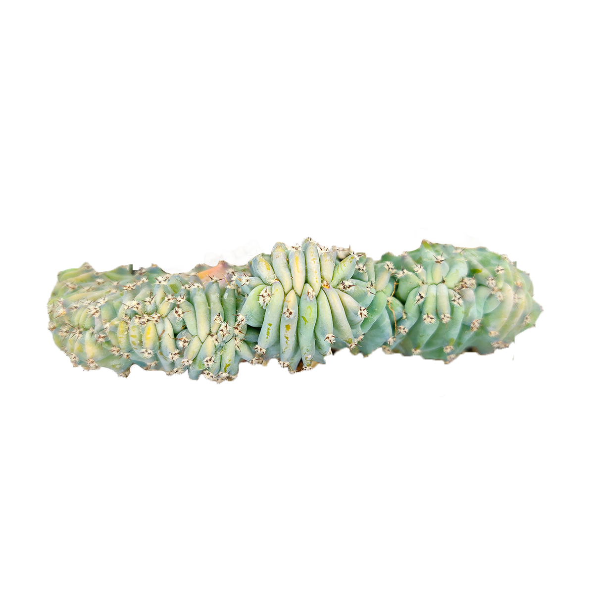 Dinosaur Back Plant, How to take care for Dinosaur Back Plant, rare succulent plant, unique succulent gift decor ideas, monthly succulents, Succulents shop near me, succulents garden, succulents shop in California, indoor succulents, succulent subscription, succulents store in CA, growing for Dinosaur Back Plant, Crested Blue Myrtle, Crested Blue Candle; Crested Blue Flame, cactus, cactus succulent, succulent cactus, cacti, cactus and succulents, succulents box, buy succulents online