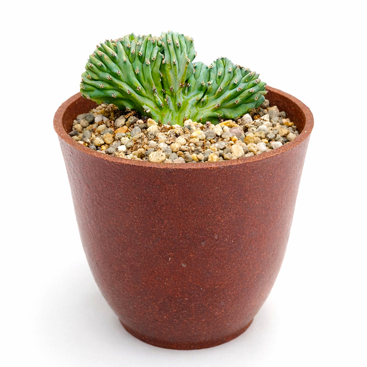 buy Dinosaur Back Plant Cactus 4 inch / 6 inch  live plant online, distinctive ridged cactus texture, decorative office desk cactus, hardy drought resistant succulent, statement cactus for contemporary decor