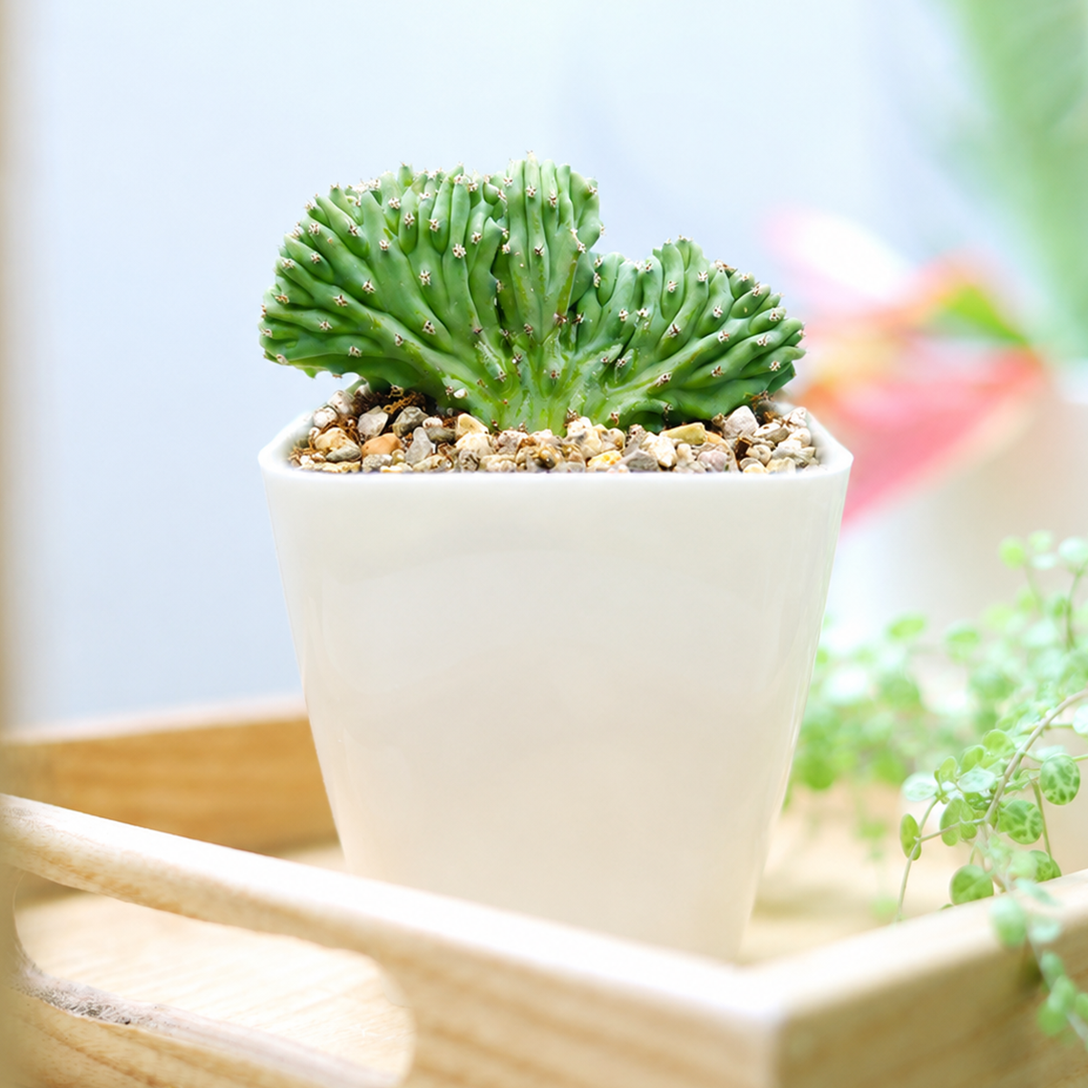 cactus looking succulent Dinosaur Back Plant | Unique Shaped Cactus | Crested Blue Candle Succulent