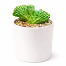Dinosaur Back Plant, How to take care for Dinosaur Back Plant, rare succulent plant, unique succulent gift decor ideas, monthly succulents, Succulents shop near me, succulents garden, succulents shop in California, indoor succulents, succulent subscription, succulents store in CA, growing for Dinosaur Back Plant, Crested Blue Myrtle, Crested Blue Candle; Crested Blue Flame, cactus, cactus succulent, succulent cactus, cacti, cactus and succulents, succulents box, buy succulents online