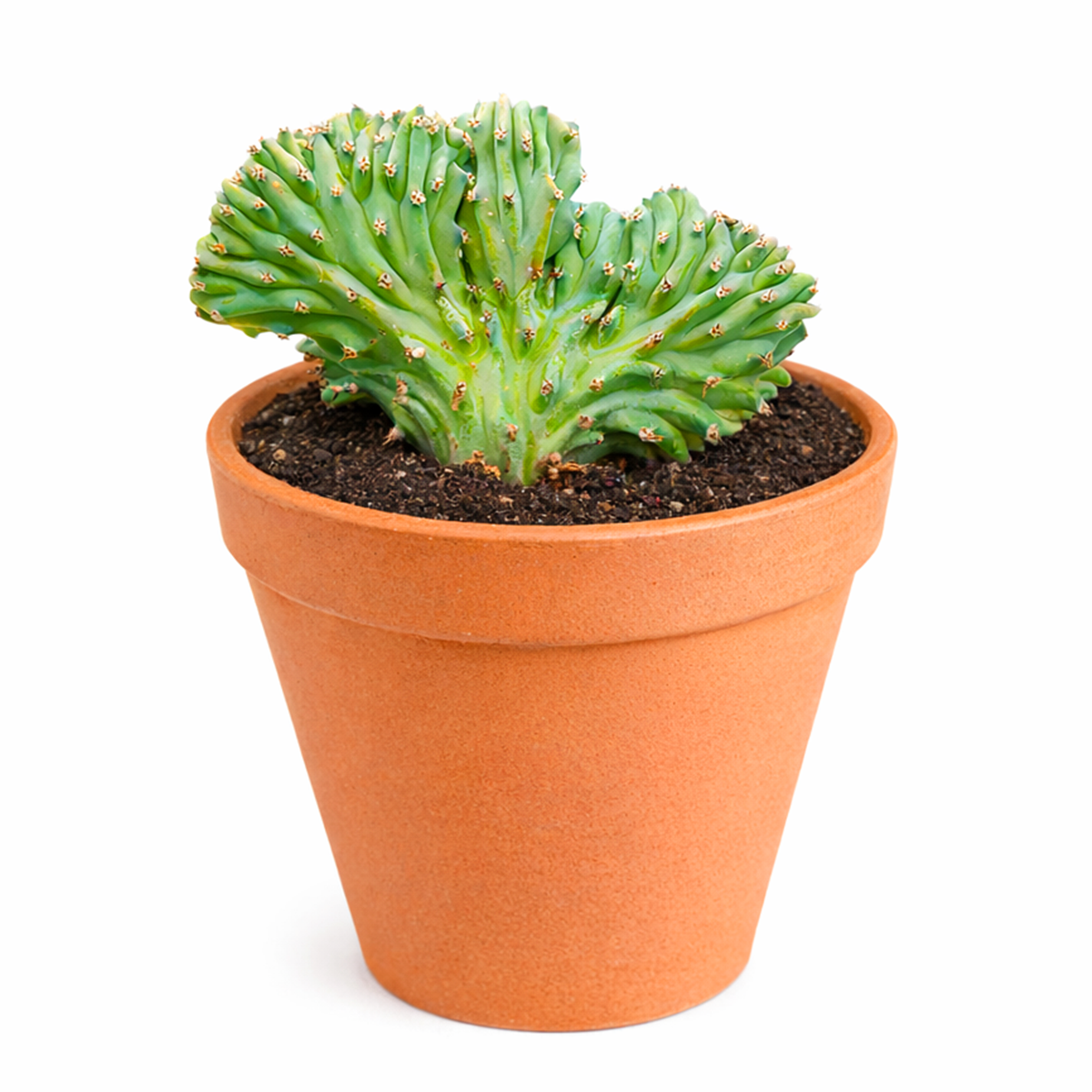 4 inch / 6 inch Dinosaur Back Plant Cactus for sale, unusual succulent collection plant, artistic sculptural cactus display, sun loving desert plant, premium cactus for plant collectors