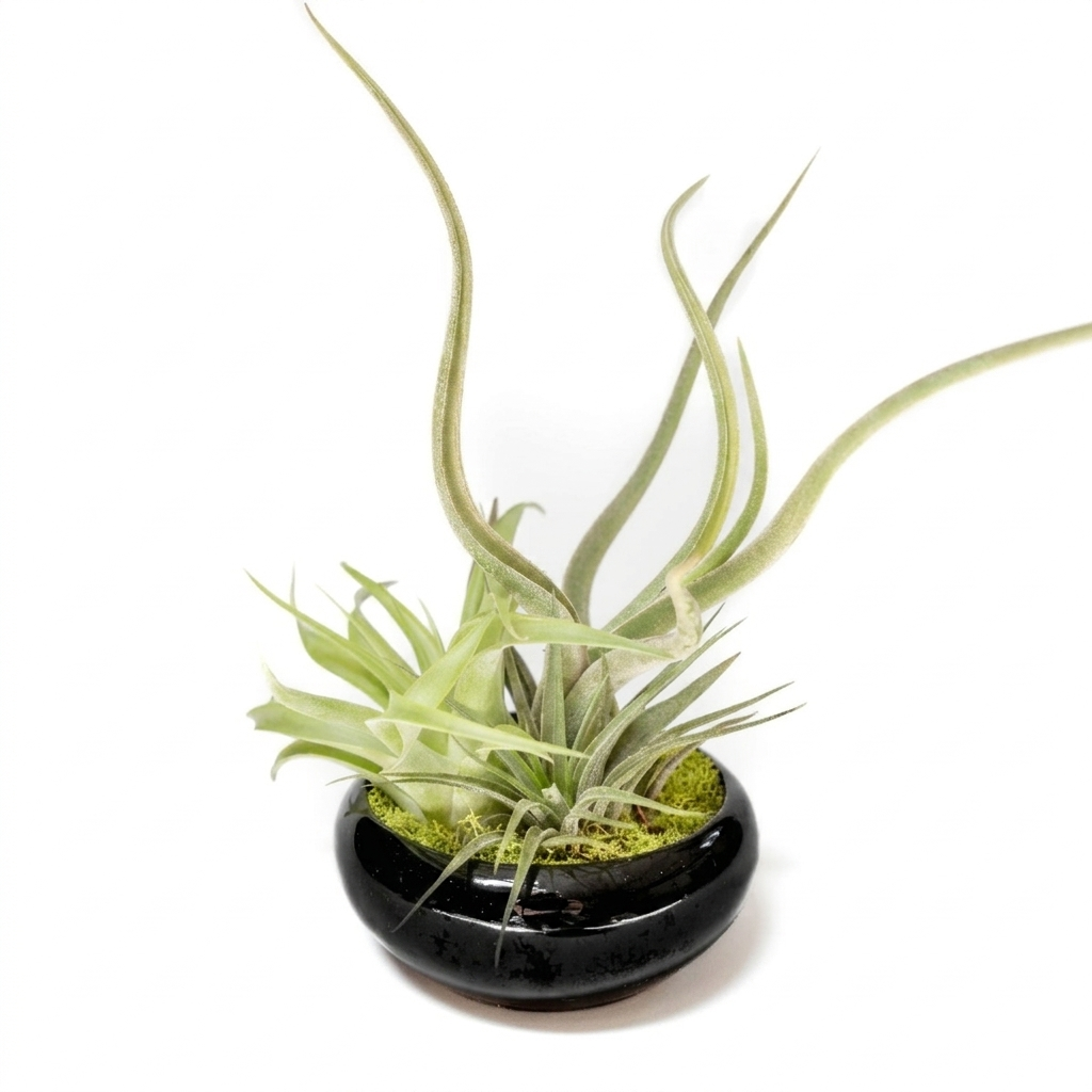 Pre-assembled air plant dish garden with black terracotta pot, Live Tillandsia arrangement for office desk decor, Low maintenance indoor air plant gift set
