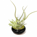 Handcrafted Air Plant Dish Garden for sale, Trio of Live Tillandsia in Black Glazed Terracotta (Pre-Assembled), Modern succulent and air plant tabletop display, Easy care air plant display for bright indoor light