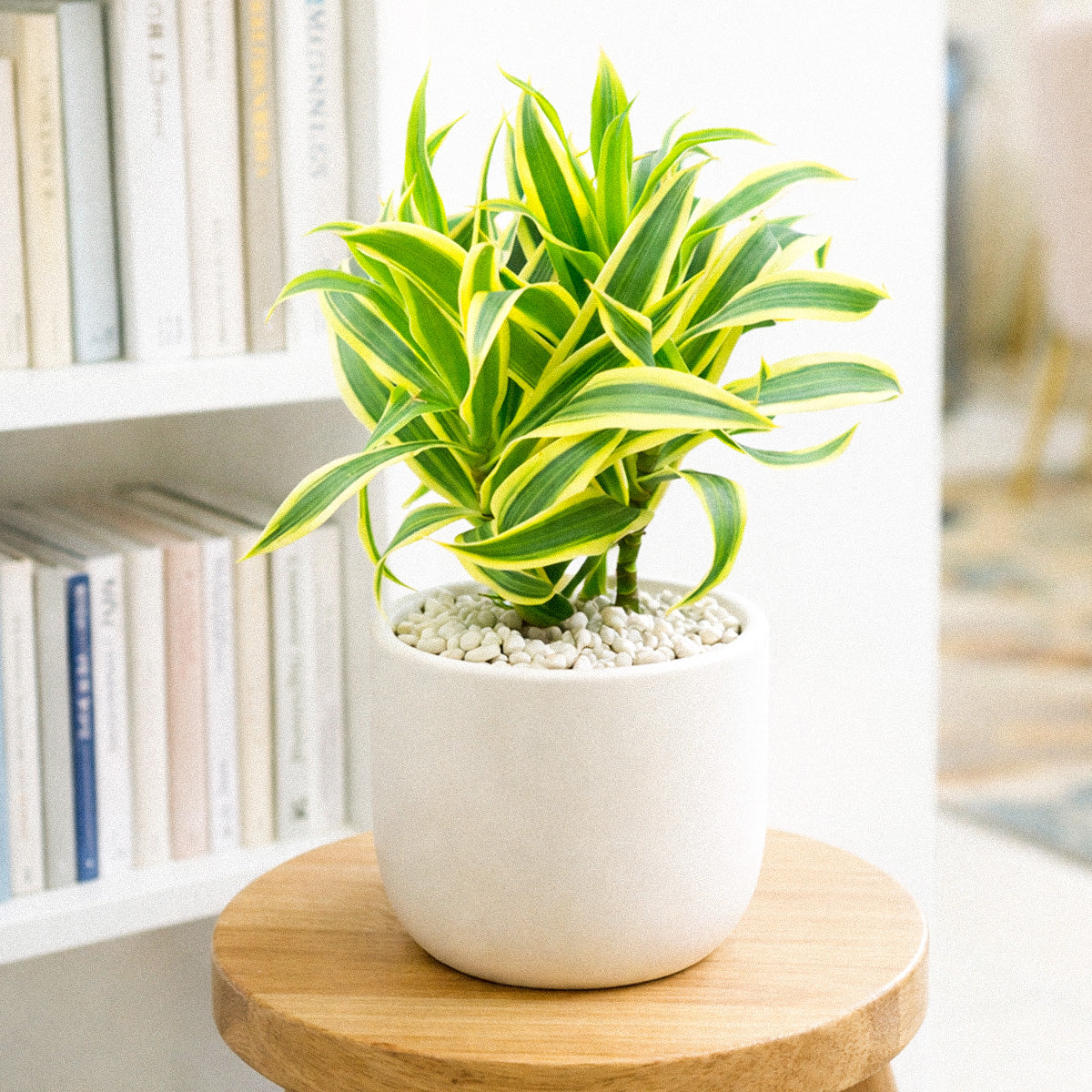 song of india plant indoor or outdoor Dracaena 'Song of India' Plant